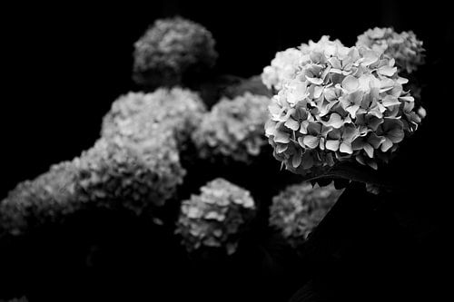 Floraison silencieuse – Hortensia noir et blanc