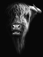 Schotse Hooglander