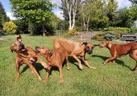 Rhodesian Ridgeback