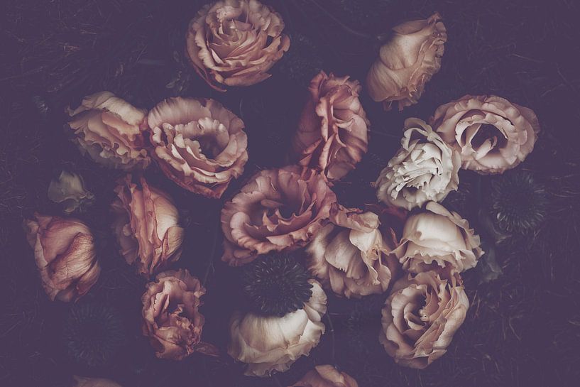 Lysianthus by Marina de Wit