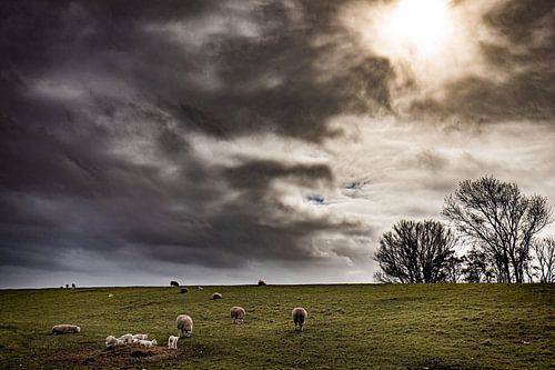 Lammetjes bij dreigende lucht.