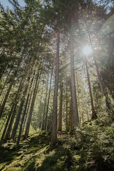 Forêt alpine Saas-Grund par Anneke Vat
