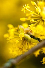 Hartriegel von Jolanda Kraus