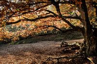 Herfst stilte