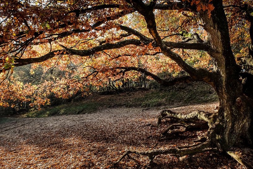 Herfst stilte par John van Gelder