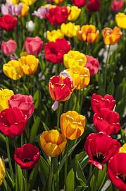 Tulpen  von Norbert Sülzner