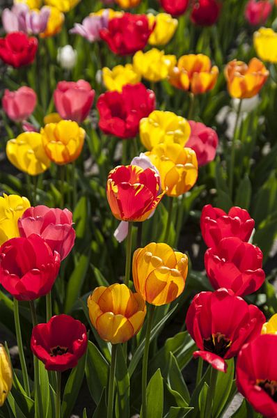 tulips by Norbert Sülzner