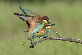 Mangeur d'abeilles (Merops apiaster)
