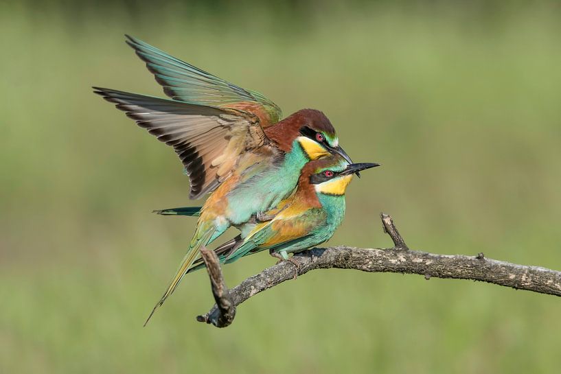 Bee-eater (Merops apiaster) by Gert Hilbink