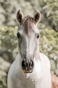 Stille Getuige - De Ziel van het Paard van Femke Ketelaar
