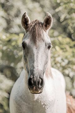 Stille Getuige - De Ziel van het Paard van Femke Ketelaar