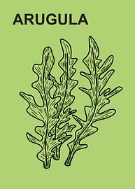 Minimalistische botanische Illustration von Rucola