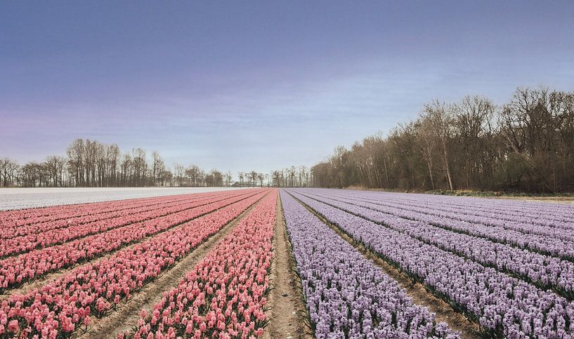 Dutch tulip fields by Sanne Dost