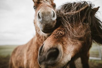 Paarden van Andre Michaelis