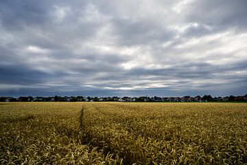 Corn underneath heavy sky sur Johan Dingemanse