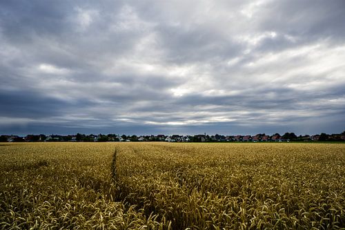 Corn underneath heavy sky