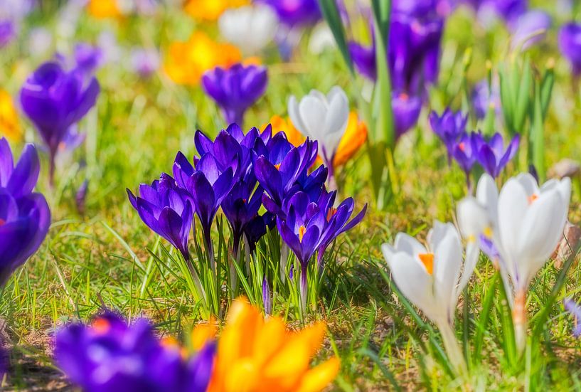 Frühlingswiese mit lila Krokussen von ManfredFotos