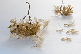 Flowers in white and brown pastel