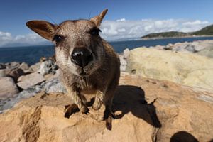 allied rock-wallaby , Petrogale assimilis, Magnetic Island , Queensland, Australia