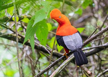 Andean Cock-of-the-rock an extraordinary bird! (2) by Lennart Verheuvel