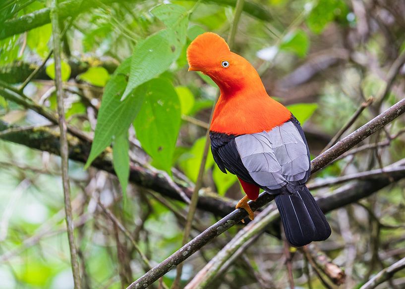 Le pic à tête rouge : un oiseau spécial ! (2) par Lennart Verheuvel