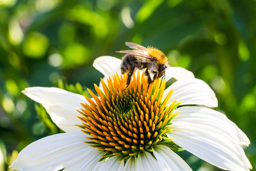 A Bee on a flower by Wim Byl