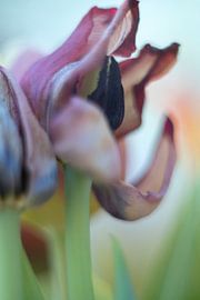 Tulip Art by Deez Tulpen in Nederland by Desiree Adam-Vaassen