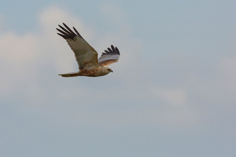 Marsh harrier looking for prey by Eric Wander