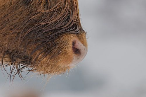 schotse hooglander close-up