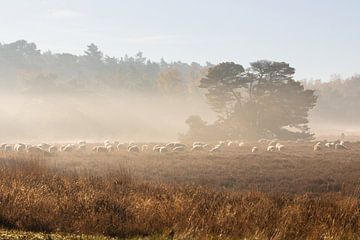 Schaapskudde op een koude ochtend van Ilona Lagerweij