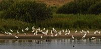 Lepelaars op Terschelling