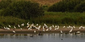 Lepelaars op Terschelling van Sjoukje Hamstra-Bouma