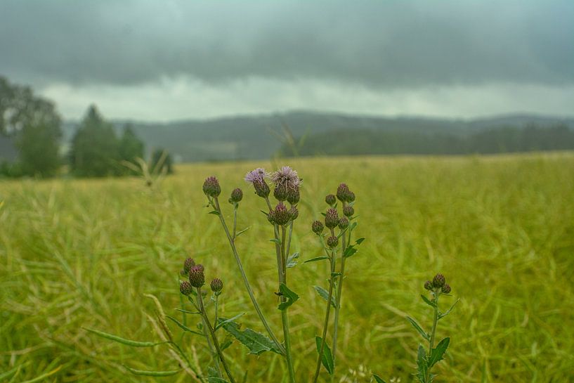 On the way in nature by Johnny Flash