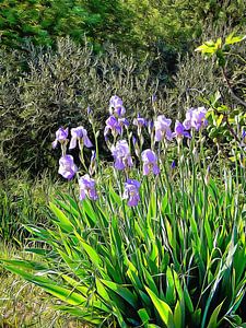 Iris auf dem Lande in Italien