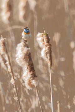 Blauwborst in de lisdodden van rik janse