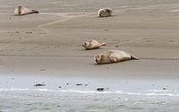 Seals at Englishman's Place