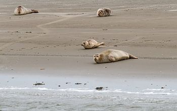 Seals at Englishman's Place