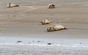 Zeehonden bij Engelsmanplaat van Kees Ham