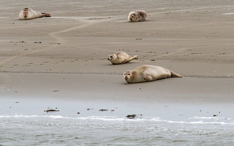 Seals at Englishman's Place by Kees Ham