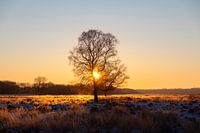 Baum in der Heidelandschaft bei Sonnenuntergang
