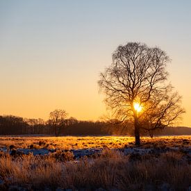 Baum in der Heidelandschaft bei Sonnenuntergang von Evelyne Renske