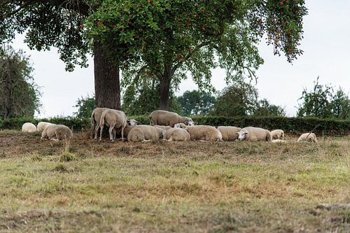 Schapen nabij Epen in Geuldal Zuid Limburg