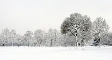 Mooie winter scene na sneeuwval - sneeuwlandschap