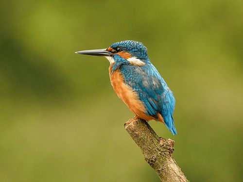 Dromende IJsvogel van Liesbeth Vroege Natuurfotografie