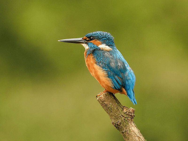Traumfischer von Liesbeth Vroege Natuurfotografie
