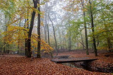 Leuvenumse beek in mist en herfst kleuren!