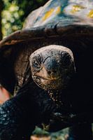 tortue