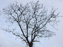 Zweige des Kastanienbaums