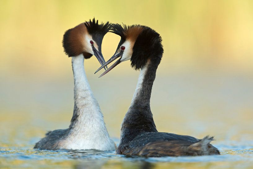 frisch verliebt... Haubentaucher *Podiceps cristatus* von wunderbare Erde