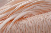 Vleugels roze pelikaan van Margreet Frowijn thumbnail